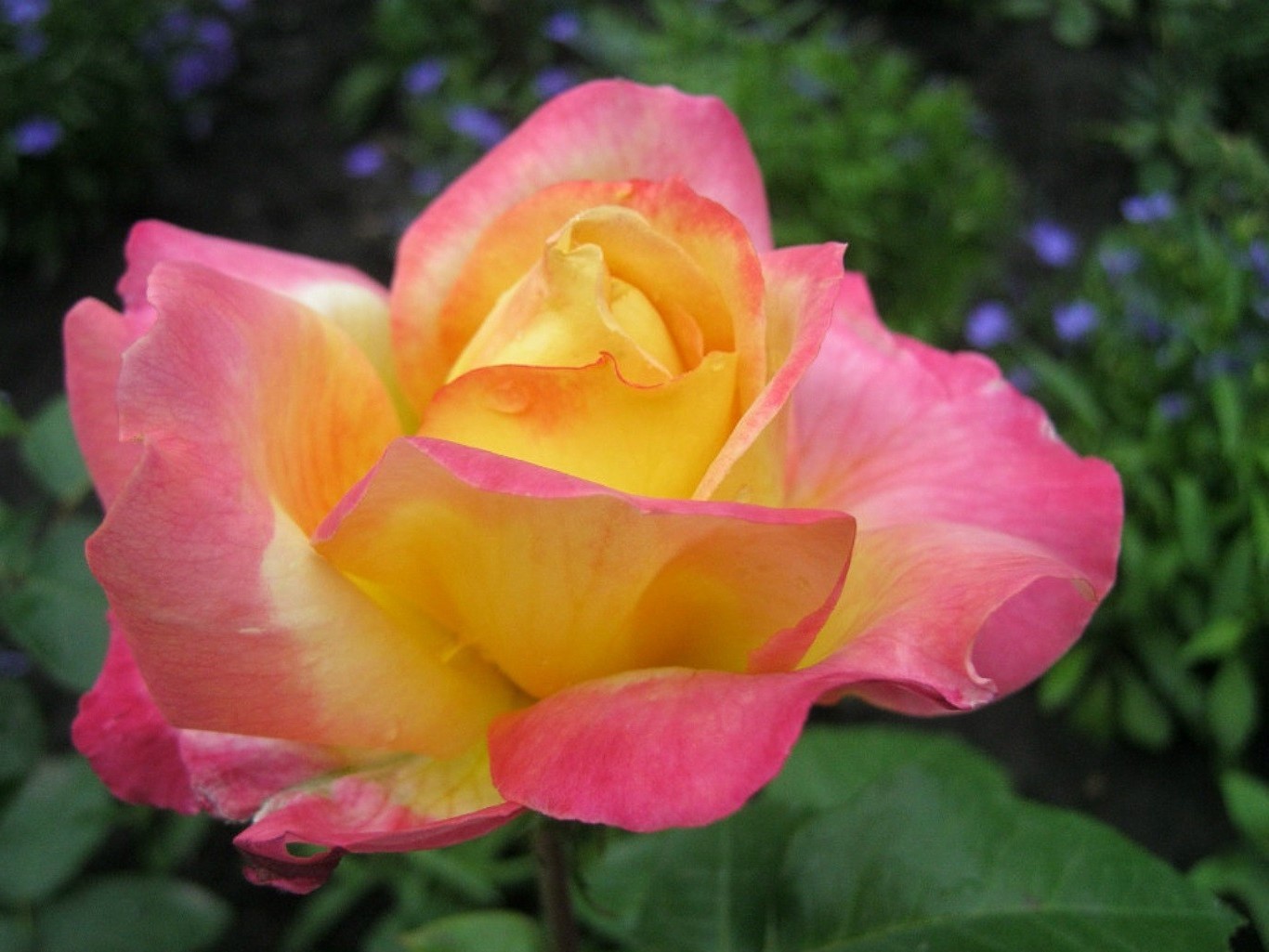 güller çiçek doğa petal flora bahçe yaprak yaz aşk romantizm çiçek açan çiçek renk parlak güzel