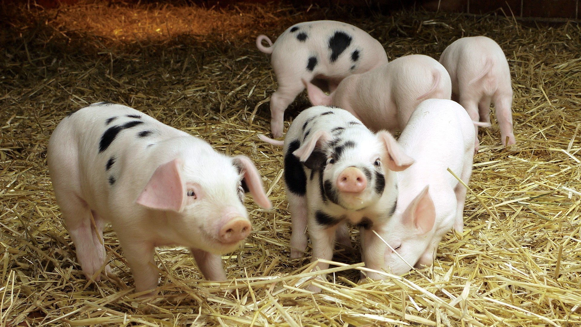 maiale fattoria agricoltura mammifero fieno animali vivi paglia maiale fienile rurale erba pascolo latte maiale carino bestiame bambino seme campagna