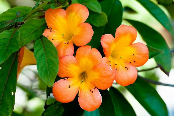 Blume mit gelb-orangefarbenen Blütenblättern