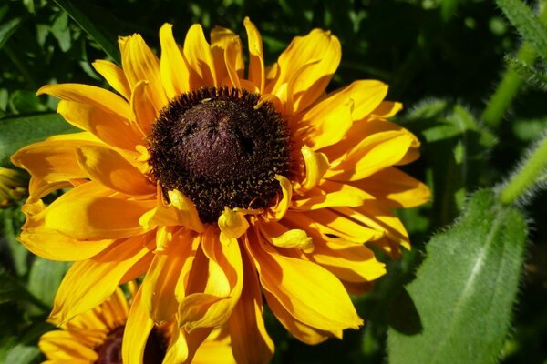 Gelbe Sommerblume im Garten