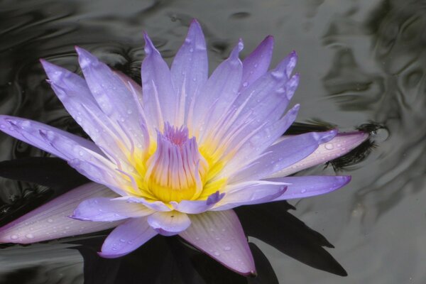 Flor de lótus roxa no fundo da água escura