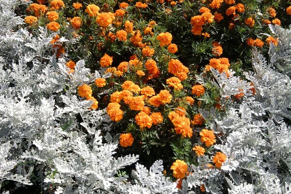 Magnifiques fleurs orange sur fond de buissons blancs