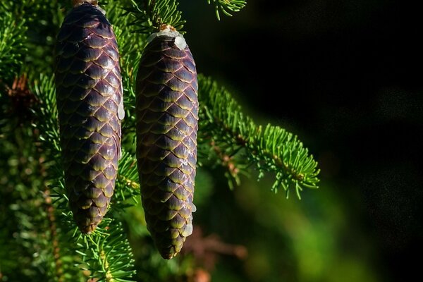 Close-up of pine cones