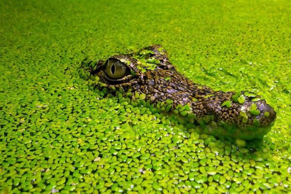 Crocodile lurked in the water with young water lilies