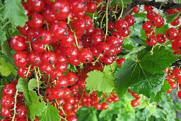 Rote Johannisbeere am Busch in großer Menge