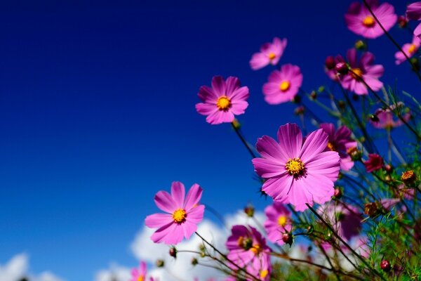 Die Blumen sind erschienen, es bedeutet, dass der Sommer bald kommt