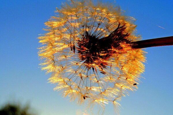 Diente de León contra el cielo en verano