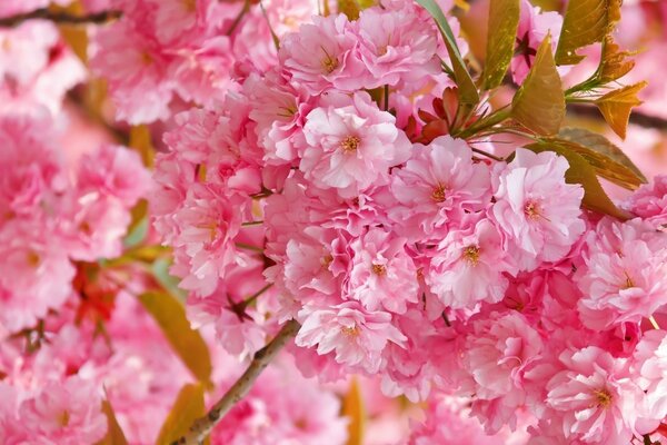 Розовая вишня сакура в цветах