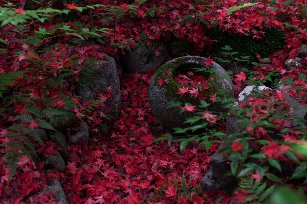 Red leaves on gray stones