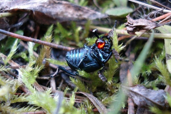 A black insect with bright orange eyes