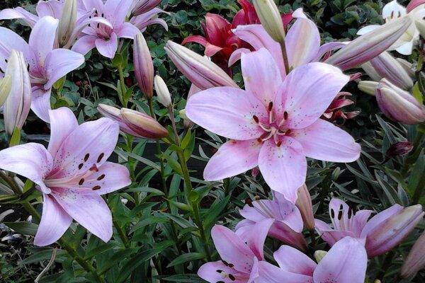 Gigli rosa. Fiori in giardino