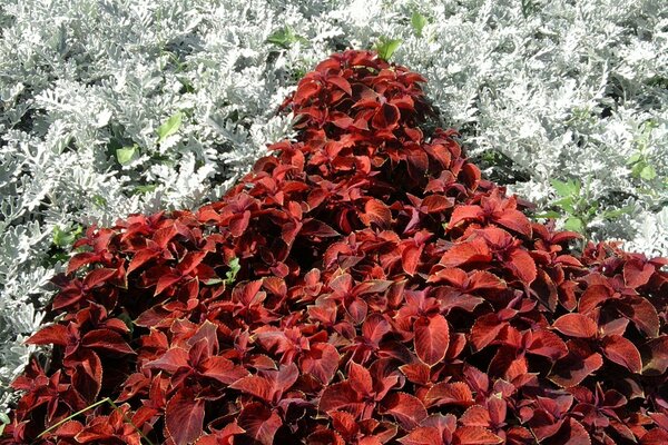 Kontrastierende weiße und schwarze Blätter und Blüten