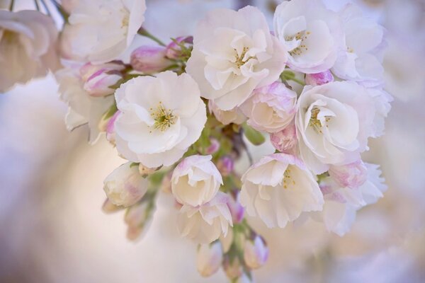 A bunch of delicate white flowers