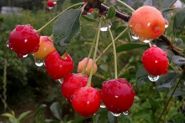 Cherry in drops of water after rain