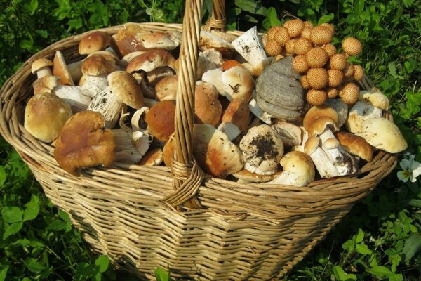 Grande cesto di vimini con manico pieno di funghi sull erba