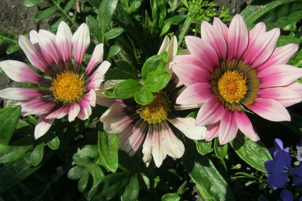 Fleurs roses dans le jardin de la nature