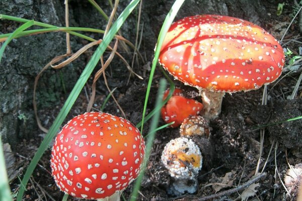 Rote Mützen von Fliegenpilzen im Gras