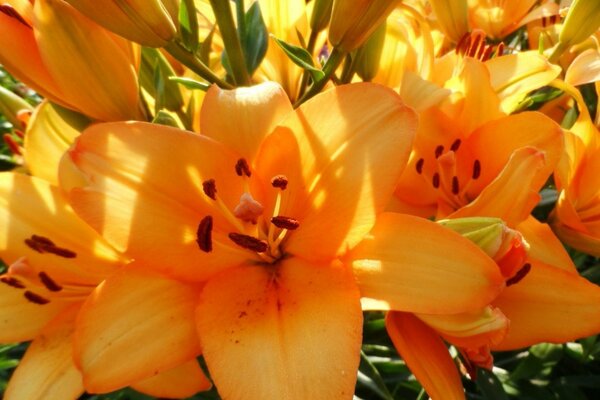 Fiore giallo in estate in giardino