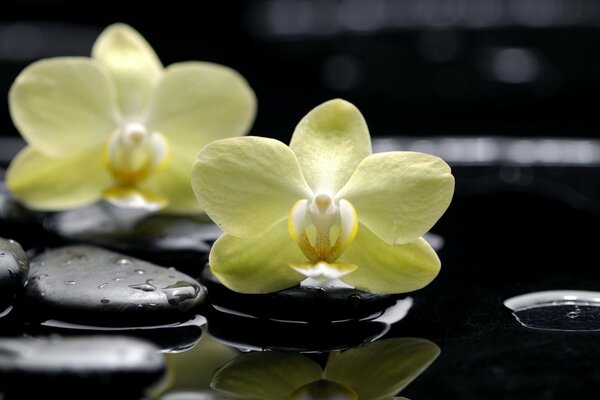 Orquídeas tropicais em pedras lisas