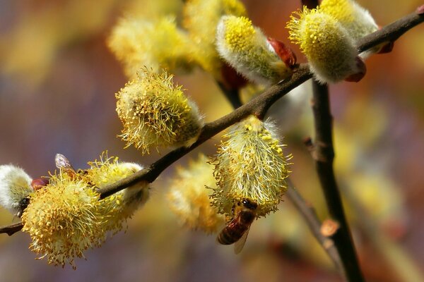 Fluffy flower buds meet spring