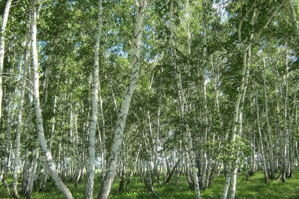 Rusya da Huş ağacı korusu