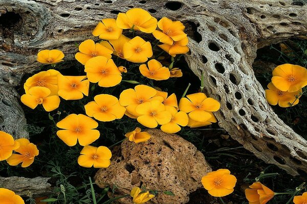 Charming yellow flowers