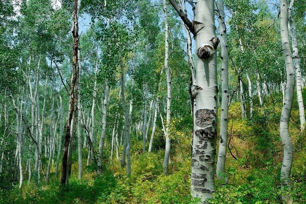 Part of the forest of birches and shrubs is illuminated by bright sunlight