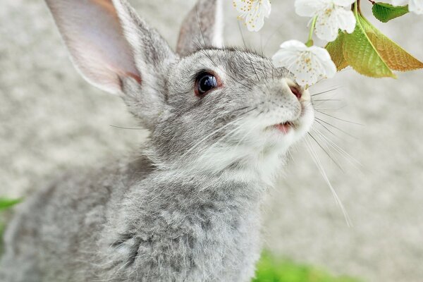 Rabbit enjoys the smell of flowers