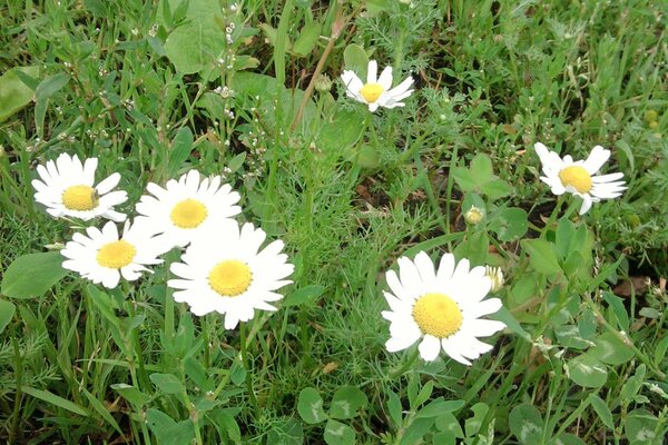 Sommer. Gänseblümchen auf einer Lichtung. Natürliche Flora