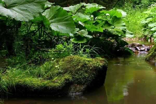 A river flowing in a beautiful green forest