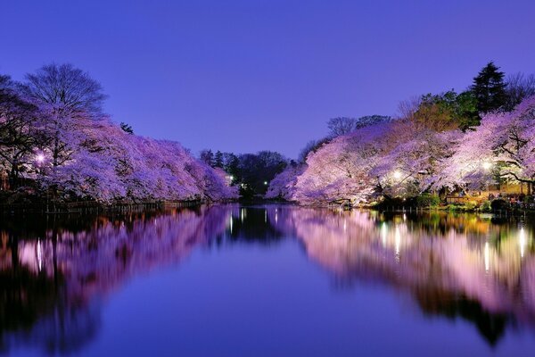 Blühende japanische Sakura über dem See