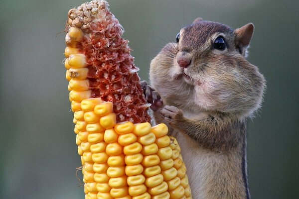 Cute chipmunk, stocks on the cheek