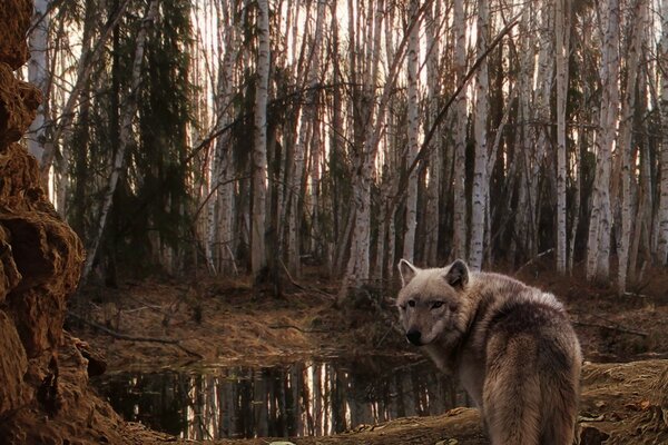 Wolf am Wasserloch im Birkenhain