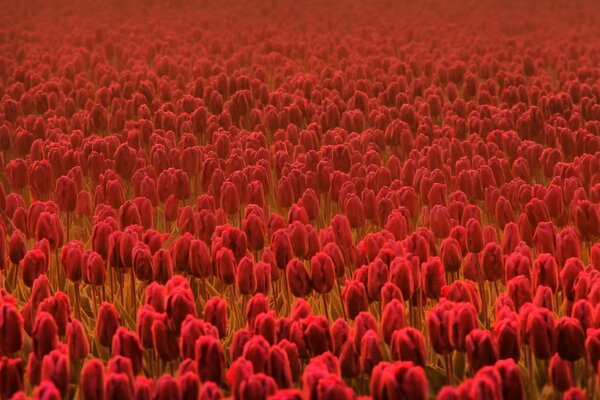 Großes Feld mit roten Tulpen