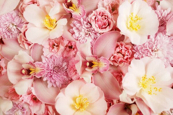 White and pink flowers close-up