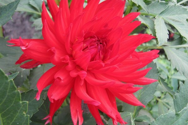 Flor roja en el fondo de las hojas