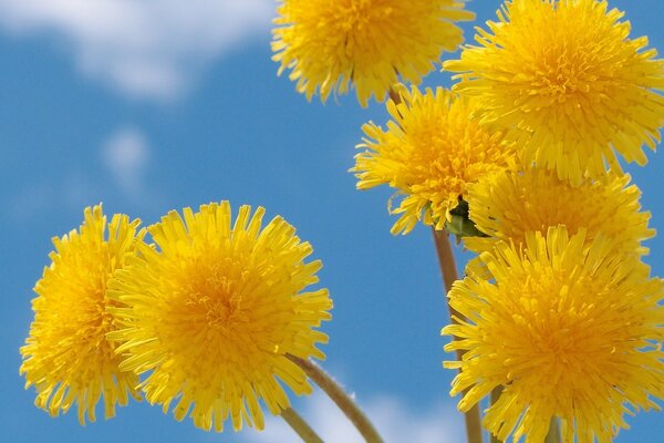 Sommer Blume Löwenzahn schöne Natur