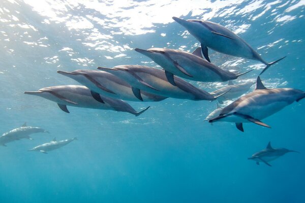 Dolphins frolic in the clear ocean water