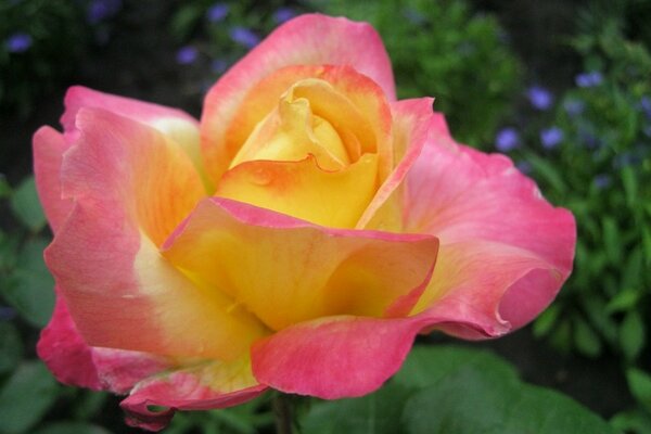 Rosa en el Jardín rosa y amarillo