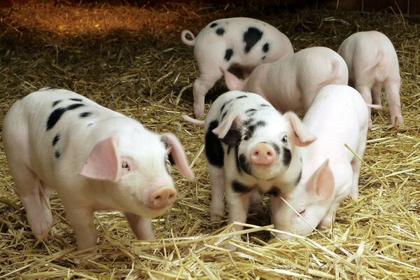 Cute piglets have breakfast with fresh hay