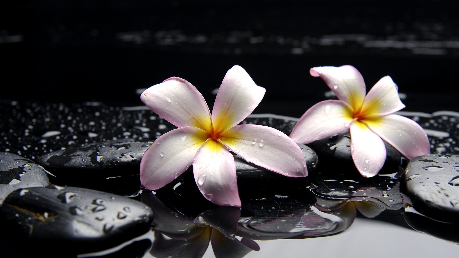 flowers flower frangipani zen nature plumeria tropical beautiful petal flora exotic summer meditation