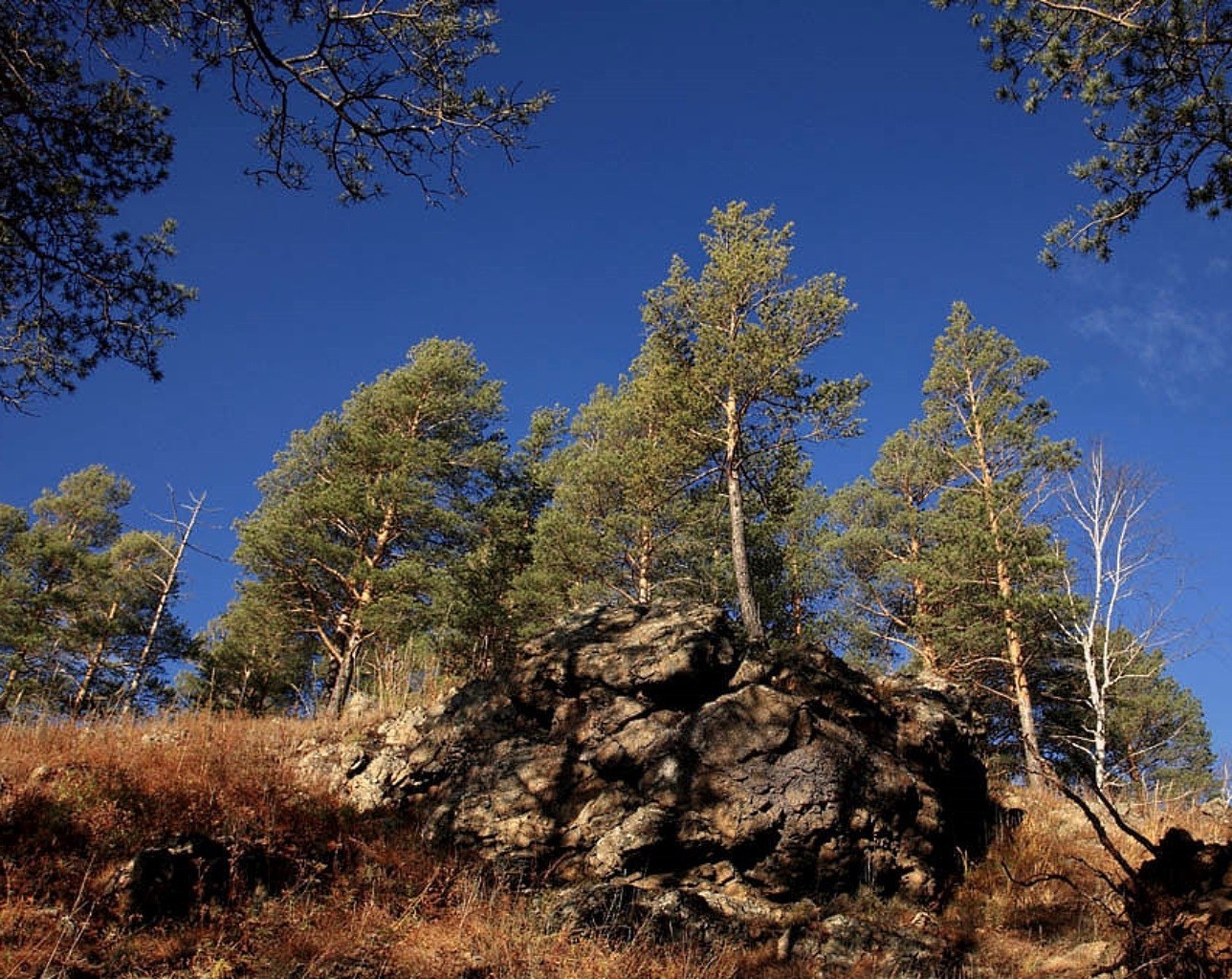 árboles árbol madera naturaleza paisaje al aire libre pino cielo coníferas viajes montaña evergreen escénico medio ambiente parque