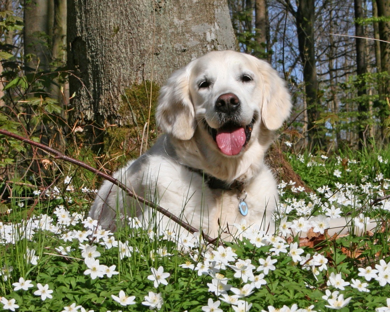 psy pies kynolog śliczne pet zwierzę ssak domowe szczeniak retriever urocze mało rodowód portret trawa rasa widok młody rasowy natura siedzieć