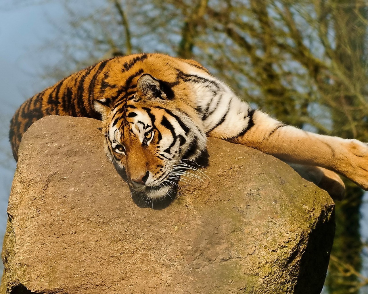 tiger tiger katze tierwelt raubtier streifen sibirisch gefahr säugetier fleischesser tiger jäger aggression groß tigerin auf der suche zoo dschungel safari böse jagd