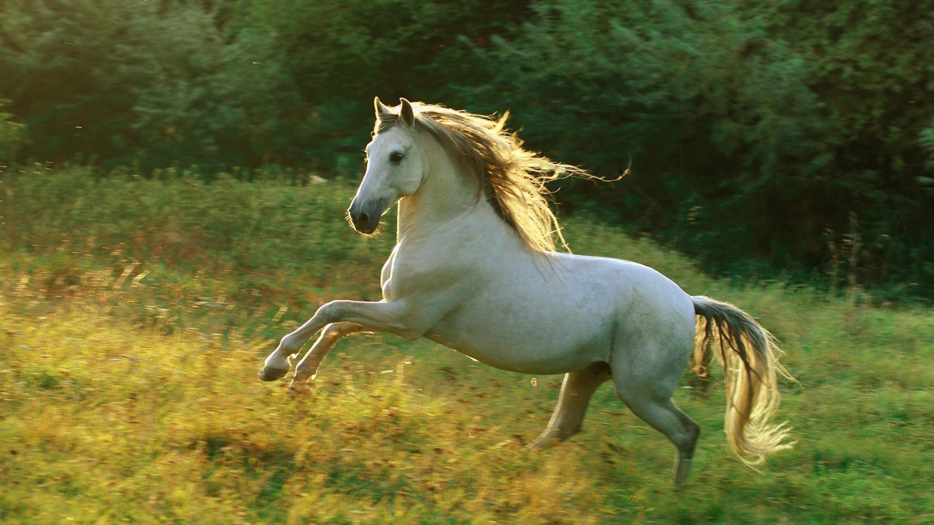 pferde kavallerie pferd säugetier mare hengst pferdezucht reitpferd manet pony im freien tier gras natur eins zwei sitzen