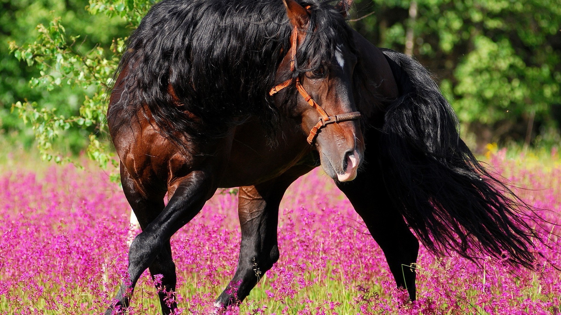 chevaux nature herbe animal en plein air champ mammifère foin cheval ferme étalon