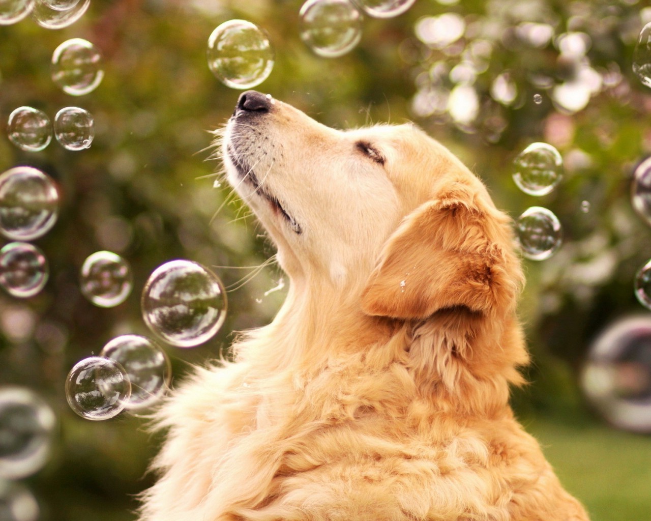 cane cane animale animale domestico carino ritratto natura pelliccia cane mammifero cucciolo retriever erba piccolo adorabile domestico golden retriever giovane razza anteprima divertente