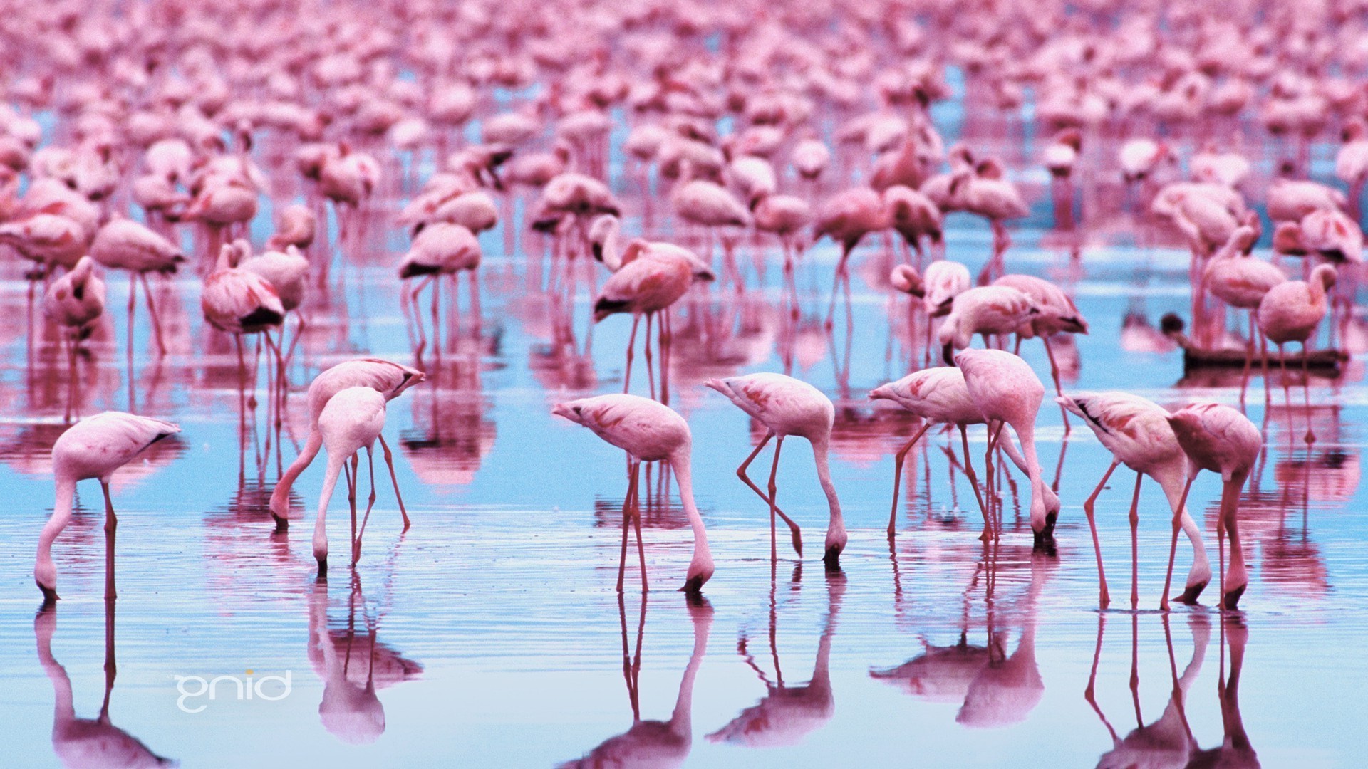 tiere flamingos natur wild im freien tierwelt