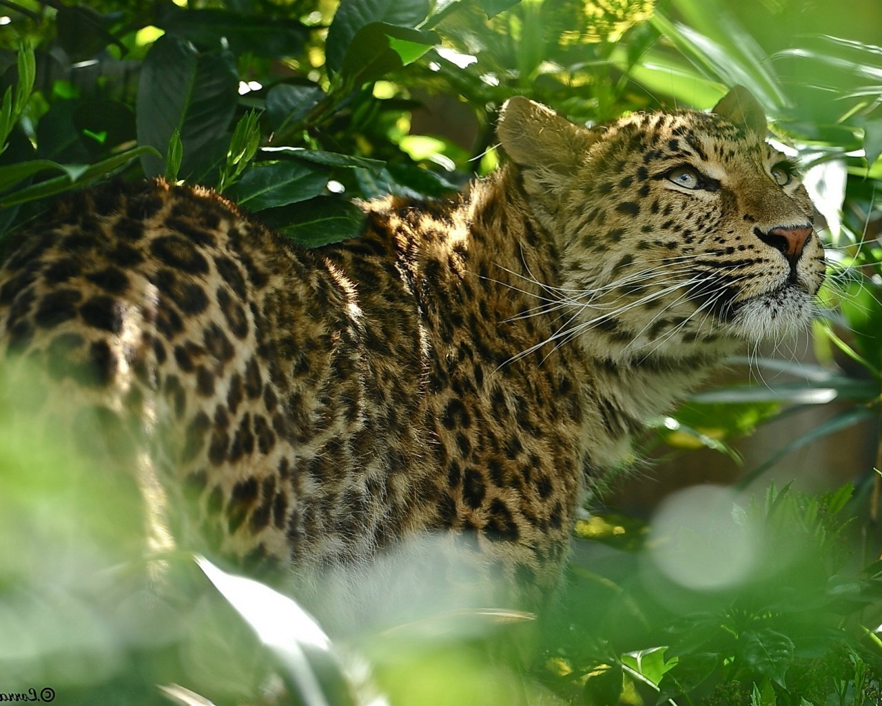 tiere katze tierwelt säugetier leopard zoo raubtier natur tier wild jäger pelz dschungel fleischesser safari panther groß porträt jagd gefahr tiger