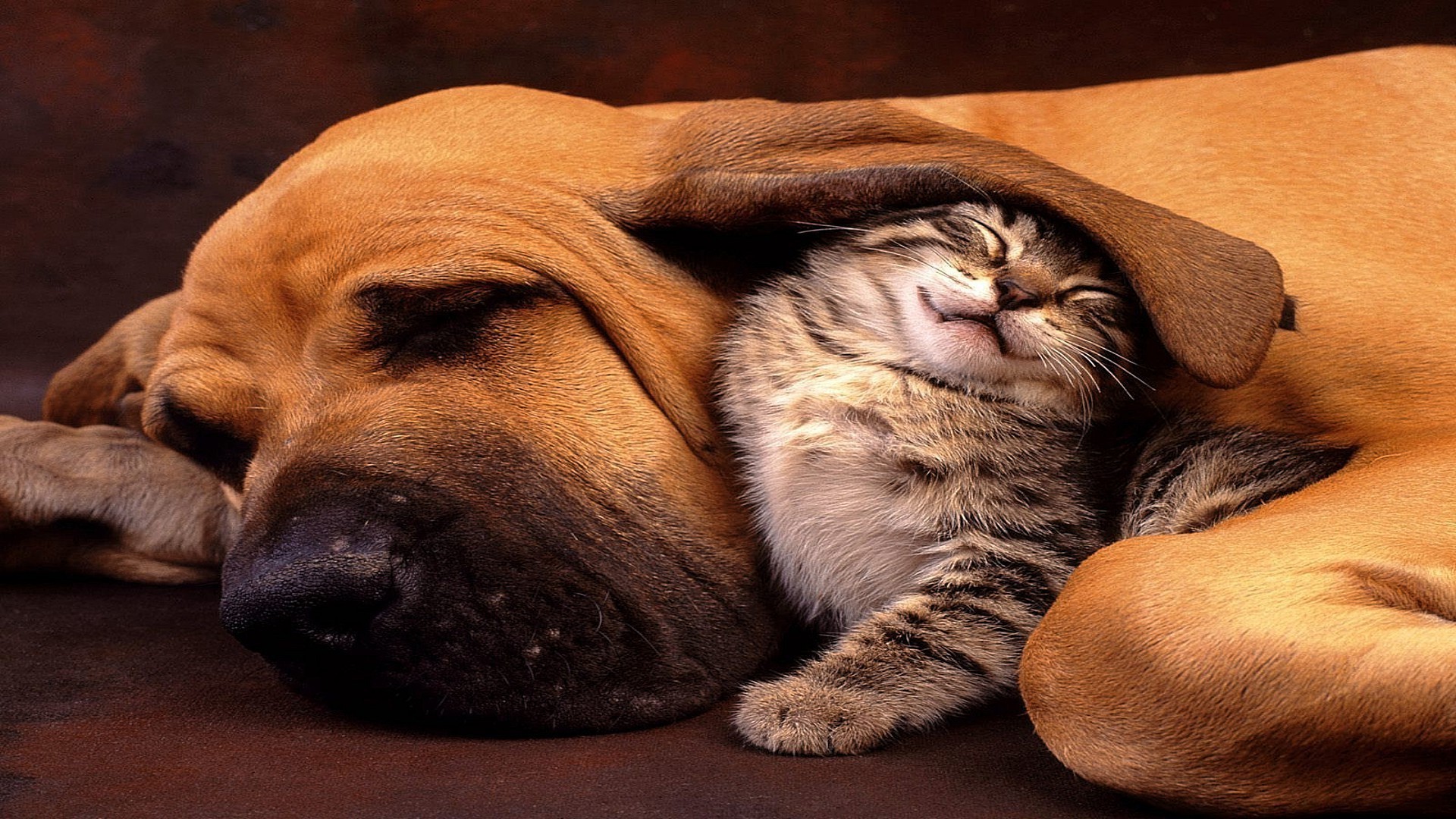 animals dog mammal pet cute portrait puppy animal canine one sleep funny cat studio sleepy little fur sit